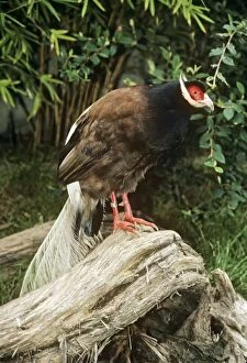 Images Dated 19th July 2007: Brown-eared Pheasant / Manchurian-eared Pheasant