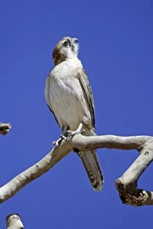 Images Dated 19th April 2003: Brown Falcon - looking up into sky Near Alice Springs, Nthn Territory, Australia