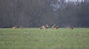 Brown Hares - males chasing aroung looking for the female Brown Hares - males chasing aroung looking for the female