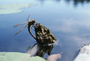 Brown Hawker Dragonfly - female Brown Hawker Dragonfly - female