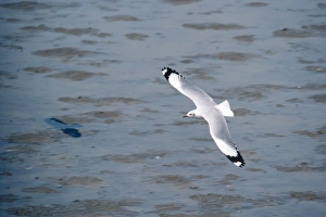 Brown-headed Gull - adult in winter Brown-headed Gull - adult in winter