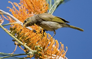 Brown Honeyeater - feeding on Fern-leafed Grevillea (Grevillea pteridifolia) Brown Honeyeater - feeding on Fern-leafed Grevillea (Grevillea pteridifolia)