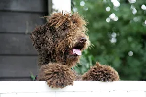 Brown labradoodle - peering over wall Brown labradoodle - peering over wall