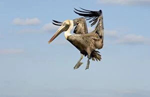 Images Dated 17th February 2004: Brown Pelican - In flight, Florida Panhandle, Florida USA