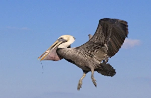 Brown Pelican - In flight returning from fishing with pouch full of fish Brown Pelican - In flight returning from fishing with pouch full of fish