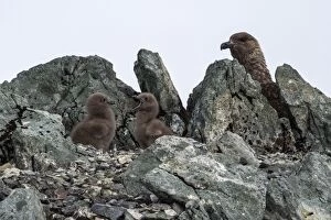 Brown Skua chicks on nest with adult in the background