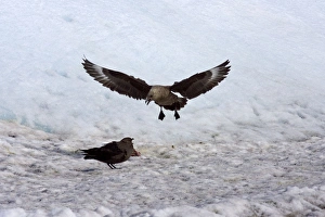 Brown (Subantarctic) Skua. Quarreling over carcass on the ice Brown (Subantarctic) Skua. Quarreling over carcass on the ice