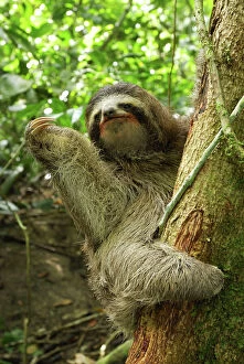 Central America Collection: Brown-throated Three-toed Sloth Cahuita N. P. Costa Rica