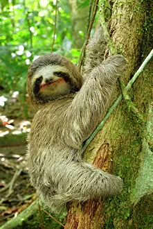 Climbing Collection: Brown-throated Three-toed Sloth - Hanging from tree. Cahuita National park -Atlantic Ocean - Costa