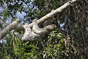 Images Dated 3rd September 2006: Brown-throated Three-toed Sloth. Heath River