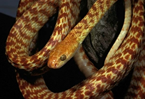 Brown tree snake - northern or Night Tiger form. Can reach 2 metres. Mildly dangerous Brown tree snake - northern or Night Tiger form. Can reach 2 metres. Mildly dangerous
