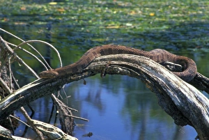 Brown Water Snake - On dead tree above water Brown Water Snake - On dead tree above water