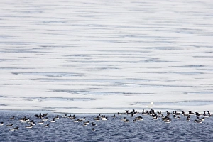 Brunnich's Guillemot - On edge of sea ice with Glaucous Gull (Larus hyperboreus) Brunnich's Guillemot - On edge of sea ice with Glaucous Gull (Larus hyperboreus)