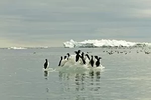 Images Dated 15th June 2003: Brunnich's Guillemot - Standing on icefloe