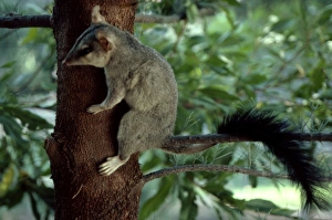 Brush-tailed phascogale (Tuan) (Phascogale tupoatafa pirata). Northern Australia Brush-tailed phascogale (Tuan) (Phascogale tupoatafa pirata). Northern Australia