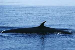 Bryde's Whale Bryde's Whale