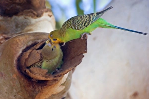 Budgerigar - adult feeds its almost fledged young which sits in a hollow branch of an Budgerigar - adult feeds its almost fledged young which sits in a hollow branch of an