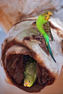 Budgerigar - adult sitting on a hollow eucalypt tree branch in which the nest with its Budgerigar - adult sitting on a hollow eucalypt tree branch in which the nest with its