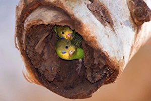 Budgerigar - two almost fledged juvenile Budgerigars sitting in their nest in a hollow Budgerigar - two almost fledged juvenile Budgerigars sitting in their nest in a hollow