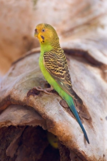 Budgerigar - side view of an adult sitting on a hollow eucalypt tree branch in which Budgerigar - side view of an adult sitting on a hollow eucalypt tree branch in which