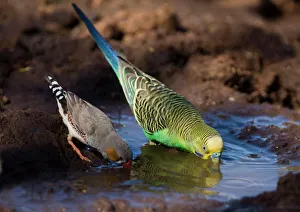 Budgerigar and Zebra Finch (Taeniopygia guttata) - drinking At Joes bore Budgerigar and Zebra Finch (Taeniopygia guttata) - drinking At Joes bore