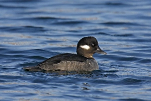 Bufflehead Bufflehead