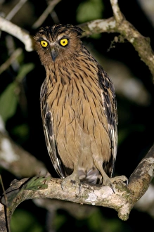 Buffy Fish-owl watches for prey from a tree-branch over a oxbow lake in river Kinabatangan Buffy Fish-owl watches for prey from a tree-branch over a oxbow lake in river Kinabatangan