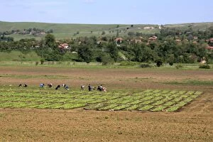 Images Dated 13th May 2005: Bulgaria - people farming in fields