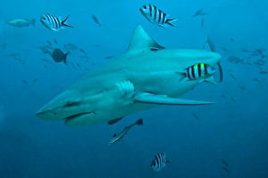 Bull Shark - with fisherman's hook cutting into corner of mouth and scientists tag near dorsal fin Bull Shark - with fisherman's hook cutting into corner of mouth and scientists tag near dorsal fin