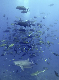Bull Shark - Trailing line from hook in mouth. Huge school of fish Bull Shark - Trailing line from hook in mouth. Huge school of fish