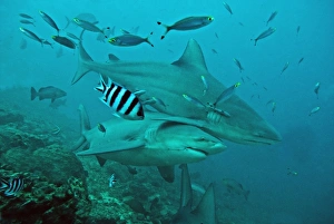 Bull Sharks - with fisherman's hook and line trailing from mouth of bottom shark Bull Sharks - with fisherman's hook and line trailing from mouth of bottom shark