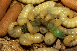 Bulldog ant - larvae feeding on a caterpillar Bulldog ant - larvae feeding on a caterpillar