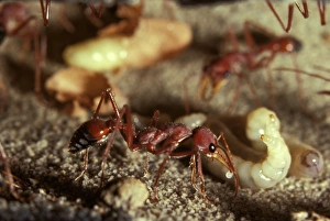 Bulldog ant - offering trophic egg to larva. Trophe = nourishment Bulldog ant - offering trophic egg to larva. Trophe = nourishment