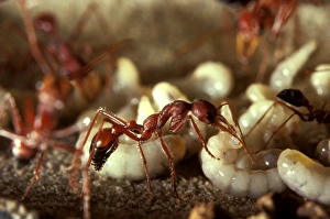 Bulldog ant - worker in observation nest Bulldog ant - worker in observation nest