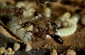 Bulldog ant - workers attending brood in observation nest Bulldog ant - workers attending brood in observation nest