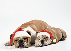 Images Dated 7th December 2007: Bulldog - asleep with puppy wearing Christmas hats