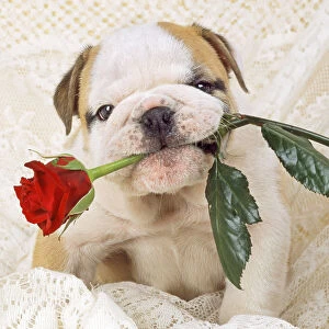 Bulldog - cute puppy dog with rose in mouth