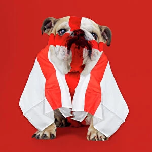 Bulldog - face painted with St George cross and flag dra