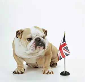 Dog Prints: Bulldog Print with British Union Jack Flag