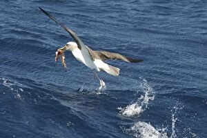 Images Dated 23rd February 2003: Bullers Albatross - With food in beak