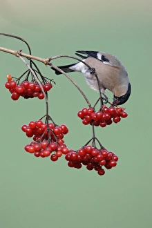 Bullfinch - Female feeding on berries of Guelder Rose in garden, winter Bullfinch - Female feeding on berries of Guelder Rose in garden, winter