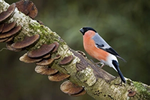 Bullfinch - male on branch with fungi Bullfinch - male on branch with fungi