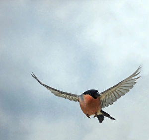 Bullfinch - Male, in flight, head on Bullfinch - Male, in flight, head on