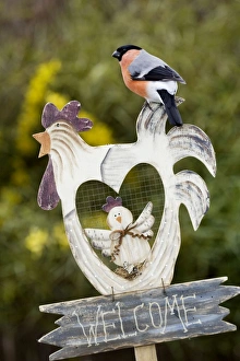 Bullfinch - male sitting on garden fingerpost Bullfinch - male sitting on garden fingerpost