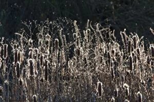 Latifolia Gallery: Bulrush with wind blowing seeds