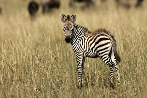Burchells / Common / Plain Zebra - foal Burchells / Common / Plain Zebra - foal