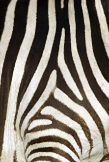 Burchells / Common / Plains Zebra - Close up of zebra coat Burchells / Common / Plains Zebra - Close up of zebra coat