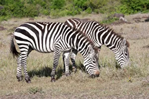Burchells / Plains / Common Zebra - Grazing on savannah plains Burchells / Plains / Common Zebra - Grazing on savannah plains