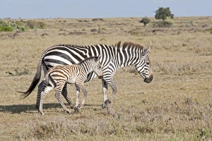 Burchells / Plains / Common Zebra - Mare and foal on savannah plains Burchells / Plains / Common Zebra - Mare and foal on savannah plains