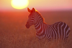 Burchells / Plains / Common Zebra at sunrise Burchells / Plains / Common Zebra at sunrise